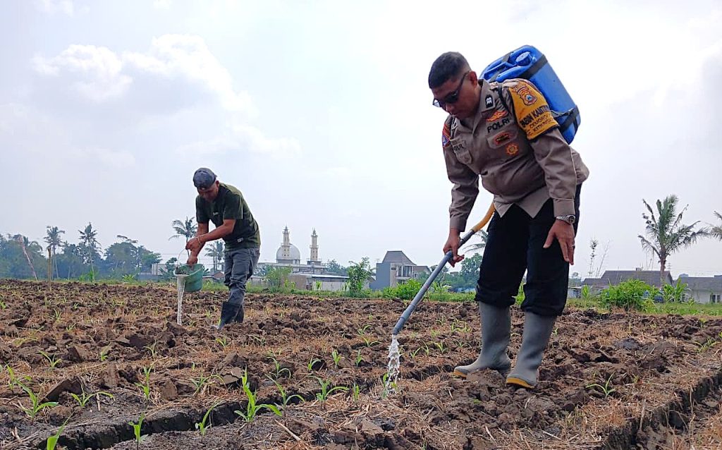 Perkuat Ketahanan Pangan, Pak Bhabin Polresta Malang Kota Turun ke Ladang Dampingi Petani Sirami Tanaman Jagung
