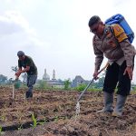 Perkuat Ketahanan Pangan, Pak Bhabin Polresta Malang Kota Turun ke Ladang Dampingi Petani Sirami Tanaman Jagung