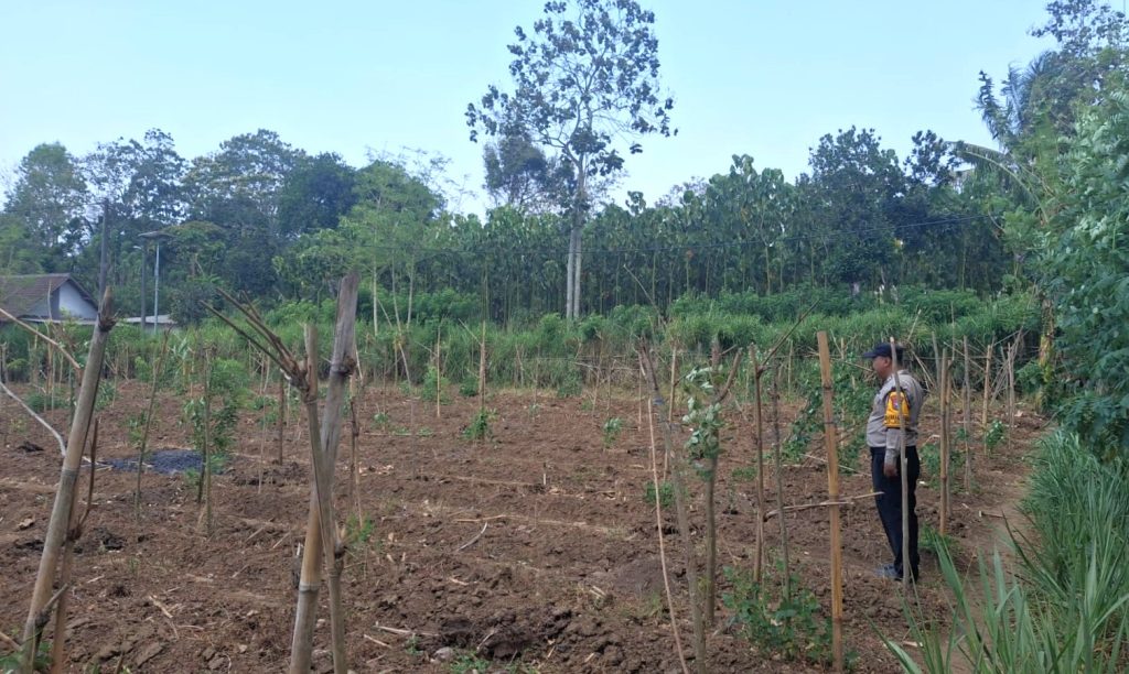 Pak Bhabin Terus Dampingi Petangi Jagung, Dukung Program Ketahanan Pangan Nasional Hingga Tingkat Warga