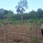 Pak Bhabin Terus Dampingi Petangi Jagung, Dukung Program Ketahanan Pangan Nasional Hingga Tingkat Warga