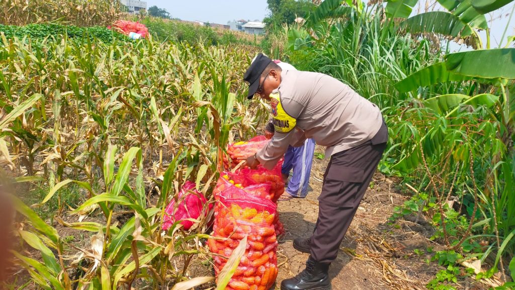 Aiptu Kholil Aktif Kawal Petani Cemorokandang, Mulai Tanam Hingga Panen Raya Jagung Capai 4 Ton