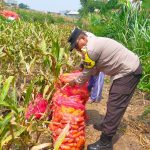 Aiptu Kholil Aktif Kawal Petani Cemorokandang, Mulai Tanam Hingga Panen Raya Jagung Capai 4 Ton